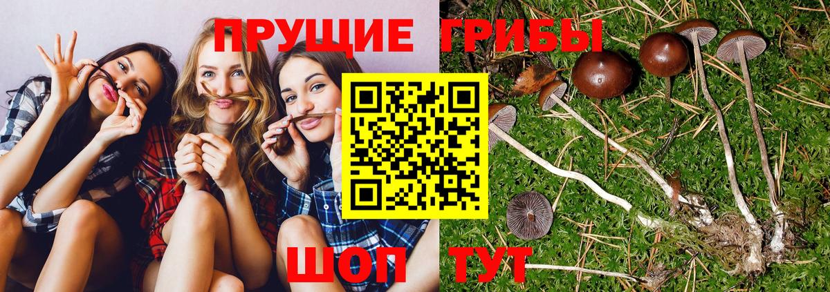 Галлюциногенные грибы мицелий  где можно купить   Вязьма  Вход с VPN  Галлюциногенные грибы Psilocybine cubensis 